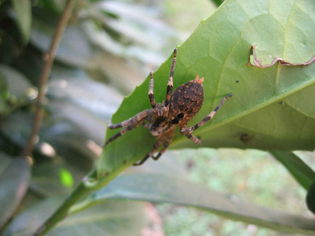 Zoropsis spinimana